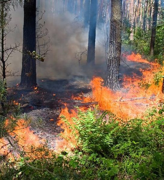 В некоторых районах Сахалина объявлена чрезвычайная пожарная опасность