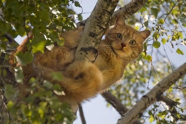Снять кота с дерева