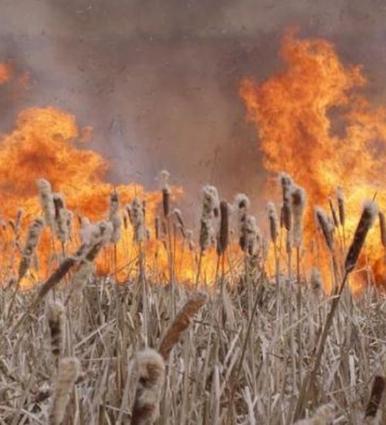 В Ростовской области ежедневно регистрируются загорания сухой растительности и камыша