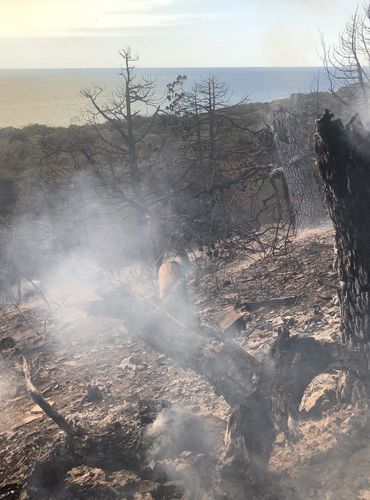 Основная причина пожара в заповеднике под Анапой - неосторожное обращение с огнем