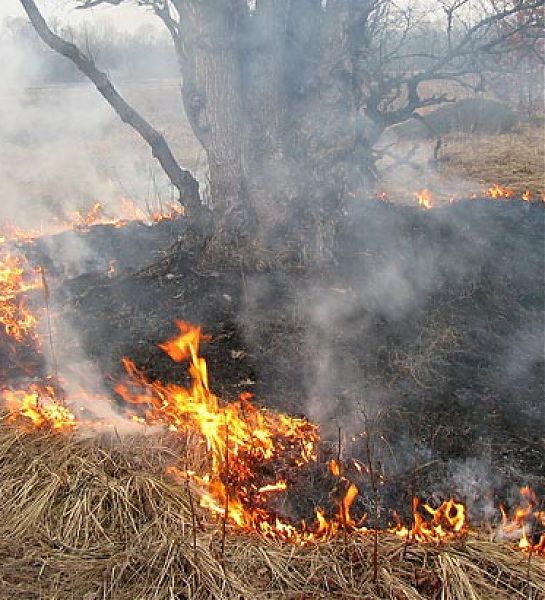 Из-за высокого класса пожарной опасности на территории Ростовской области ограничено пребывание в лесных участках