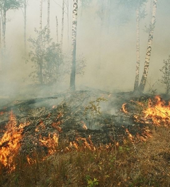 Что делать, чтобы не допустить лесной пожар