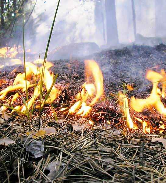 Правительство установило запрет на выжигание сухой травы