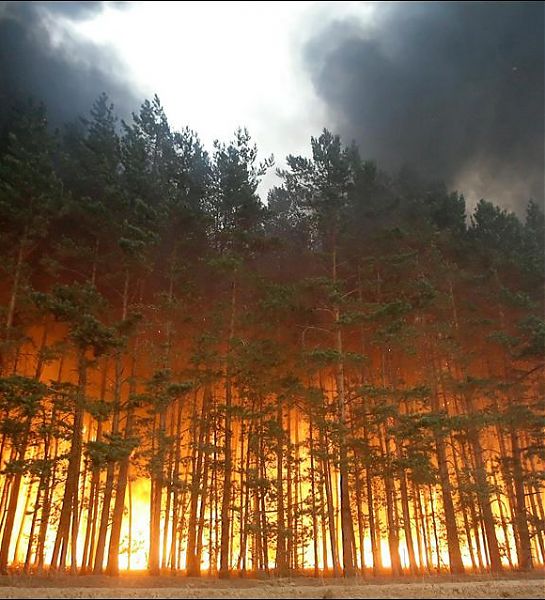 МЧС РФ ввёл Особый противопожарный в 51 регионе России 