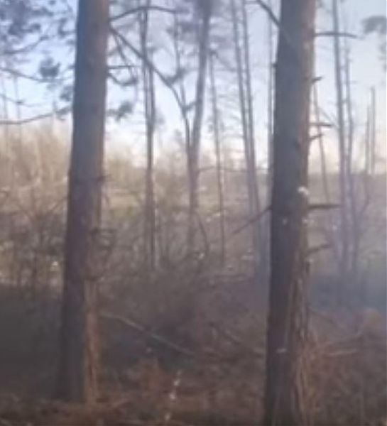 В Воронежской области очевидцы сняли на видео ландшафтный пожар