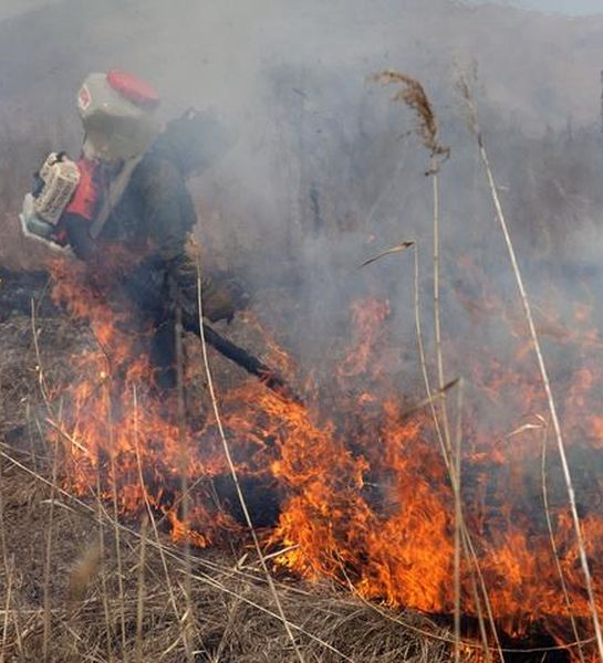 Пожары уничтожили 5 тысяч гектаров леса в биосферном заповеднике «Ханкайский» в Приморье