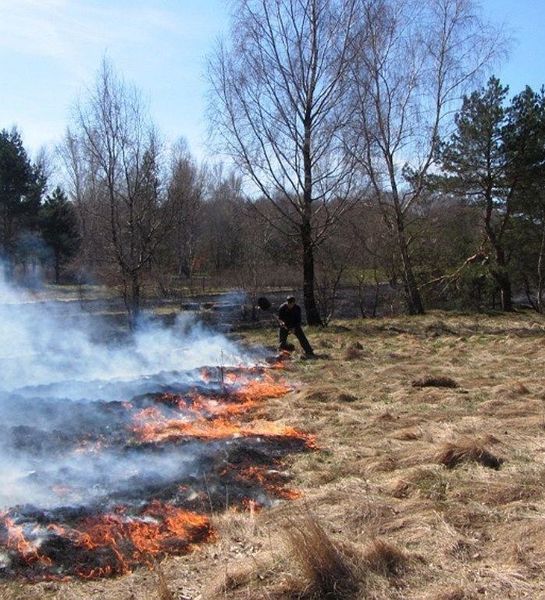 В Бердске Новосибирской области выгорел Парк Победы 