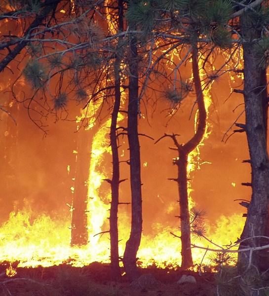 Жители Кузбасса получат саженцы за доносы на поджигателей леса
