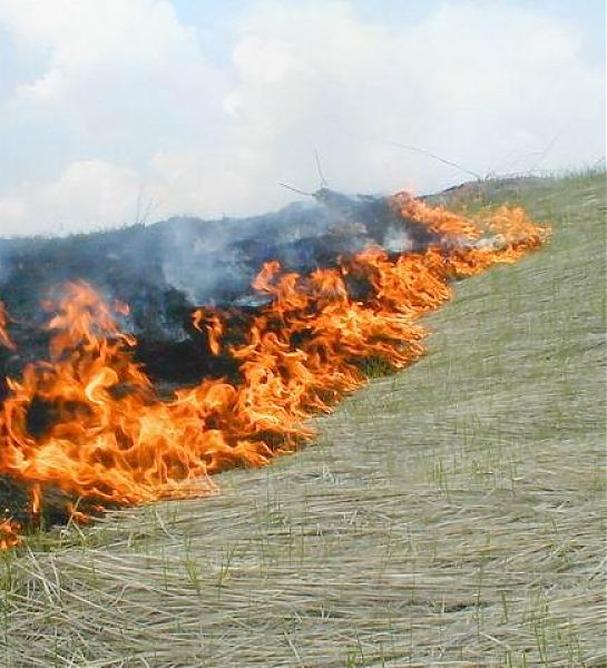 В Псковской области зафиксирован первый в этом году пал травы