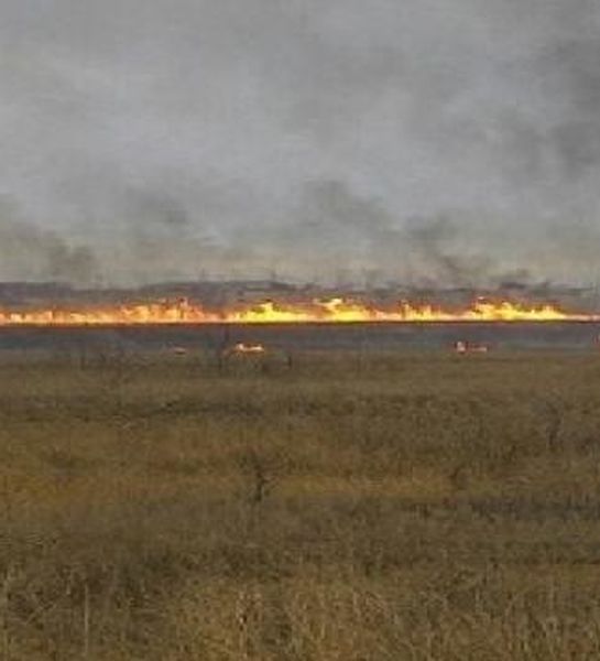 В Волгограде 13 марта выявлено три случая возгорания камыша