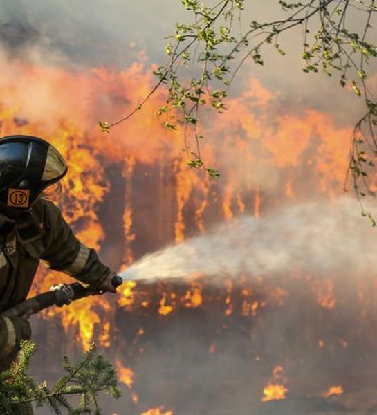 Подписано два постановления Правительства по защите лесов от пожаров