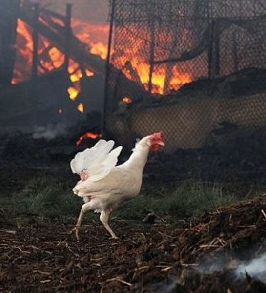 Пожарные более трех часов тушили птицефабрику под Волгоградом