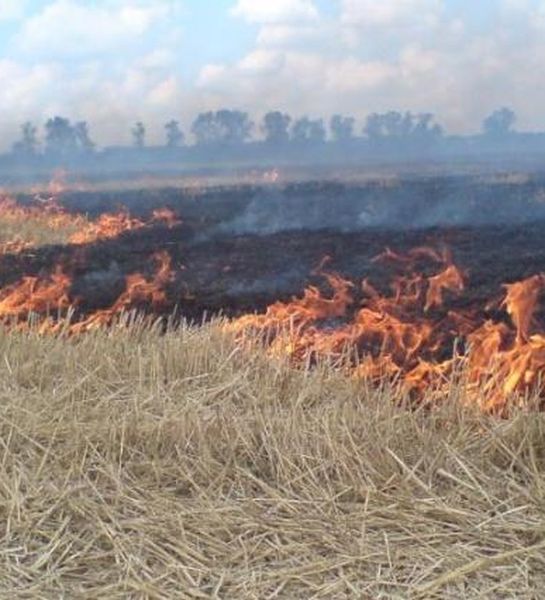 В Брянской области из-за поджогов травы горят леса