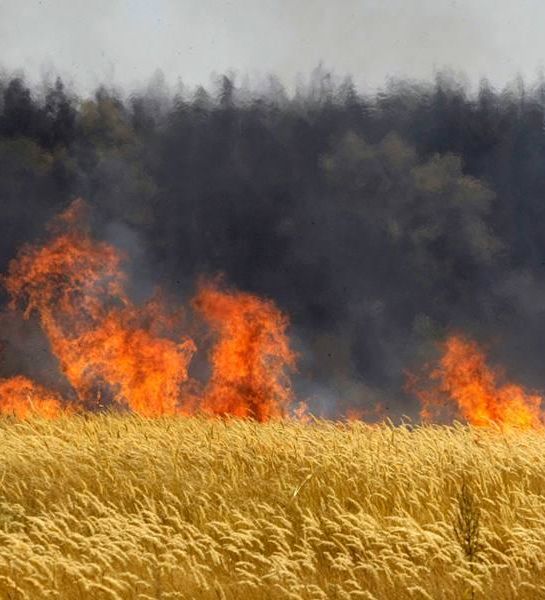 Пожар в Воронежской области обнаружен с помощью спутников