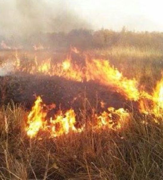 Чрезвычайная пожароопасность лесов ожидается в Моздокском районе Северной Осетии  Материал взят с портала МЧС Медиа