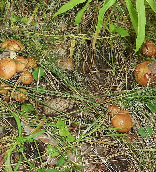 В сезон созревания грибов и ягод в Якутии будет организовывано дополнительное патрулирование