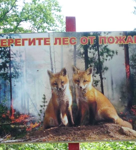 Лесопожарная служба Смоленской области проводит активную профилактическую работу с населением