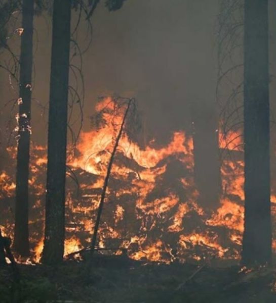 На мониторинг и тушение лесных пожаров в Иркутской области выделяются дополнительные средства