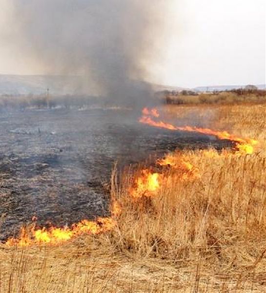 В Воронежской области вдвое увеличилось число ландшафтных пожаров