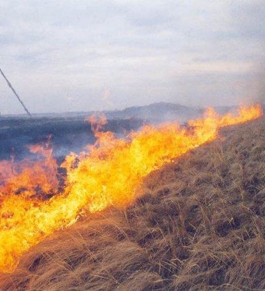 Путин поручил Правительству проработать вопрос о выжигании сухой травы на сельхозземлях