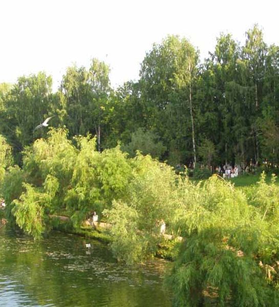 В Кировской области проходят плановые рейды по территориям лесопарков