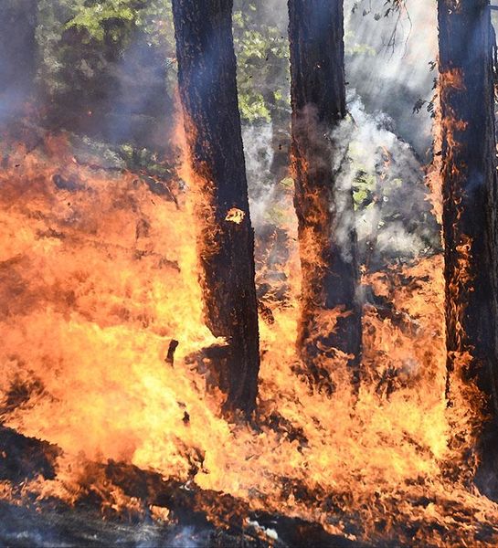 Площадь лесных пожаров в Бурятии за сутки выросла более чем в два раза