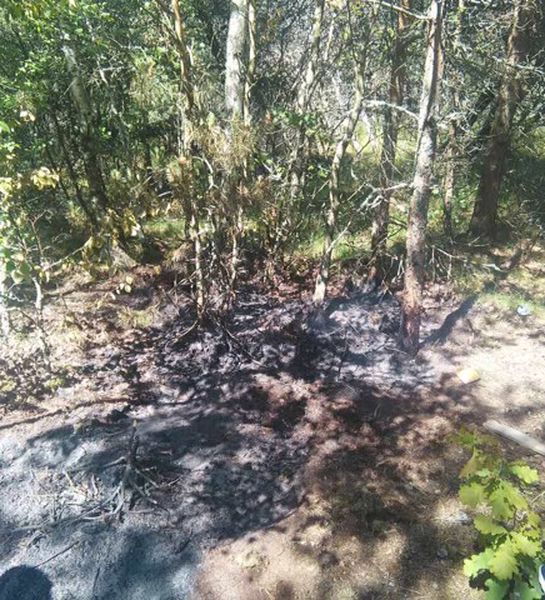 В национальном парке «Куршская коса» в Калининградской области ликвидированы возгорания