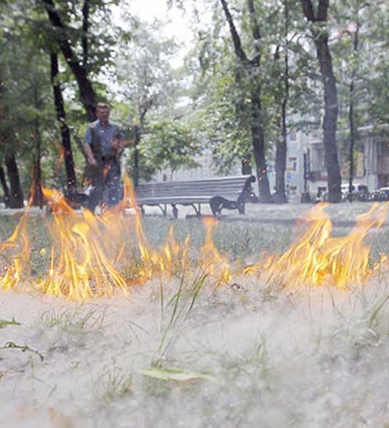 Появление на улицах городов тополиного пуха вызывает повышенную пожарную опасность