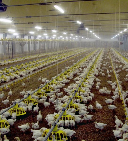 Пожар на птицефабрике в Рязанской области уничтожил менее 1% цыплят