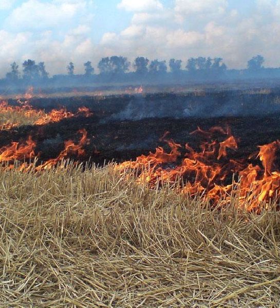 В центральной России пожарные отмечают увеличение частоты возникновения травяных палов