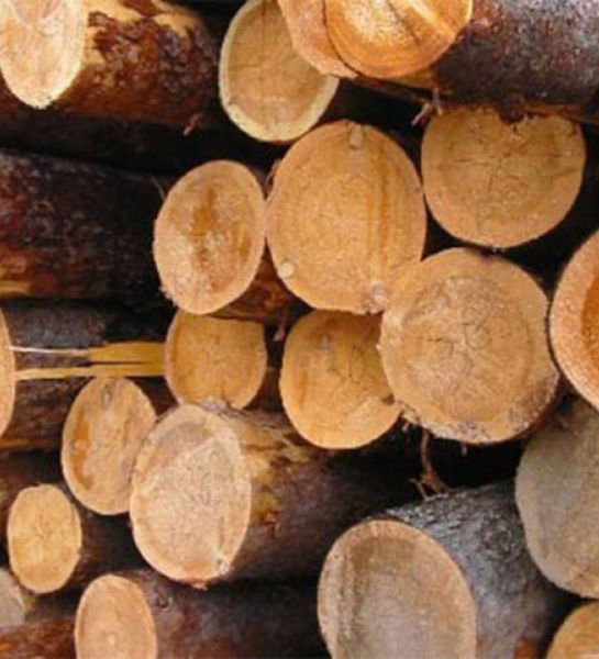 Выявлены нарушения законодательства о пожарной безопасности на пунктах приема и отгрузки древесины