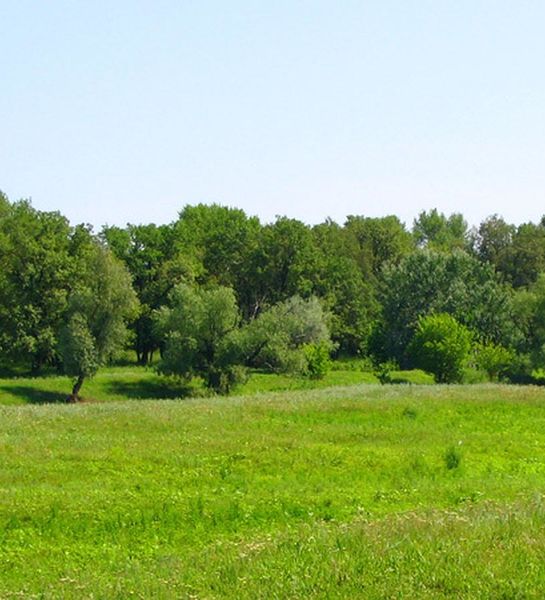 В Липецкой области продлили запрет на пребывание в лесу почти до октября.