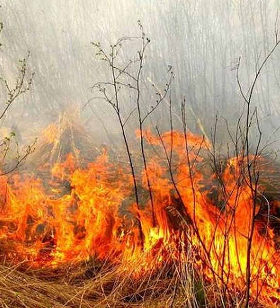 В Госдуме рассмотрят законопроект о запрете на выжигание сухой травы