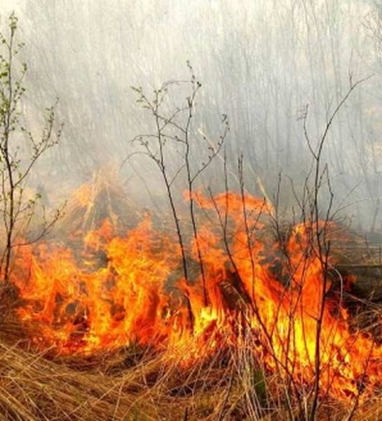 Как не допустить лесной пожар