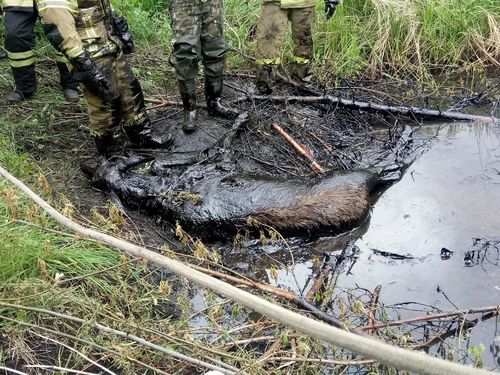 В Пермском крае пожарные спасли лося из нефтяной ямы