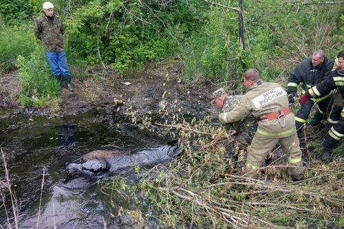 В Пермском крае пожарные спасли лося из нефтяной ямы