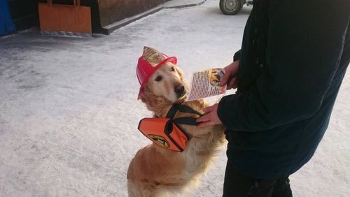 В Иркутской области собака помогает сотрудникам МЧС раздавать профилактические листовки