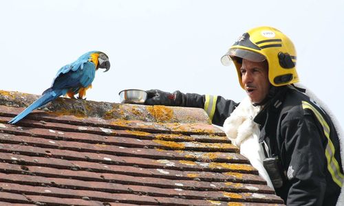 Британский попугай обматерил пожарных